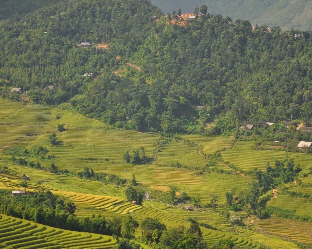 Sawah berundak di perbukitan hijau sekitar Sapa